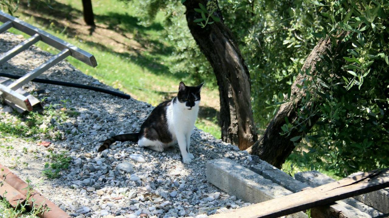 Hotel Agroturizem Bylis Hekal Esterno foto