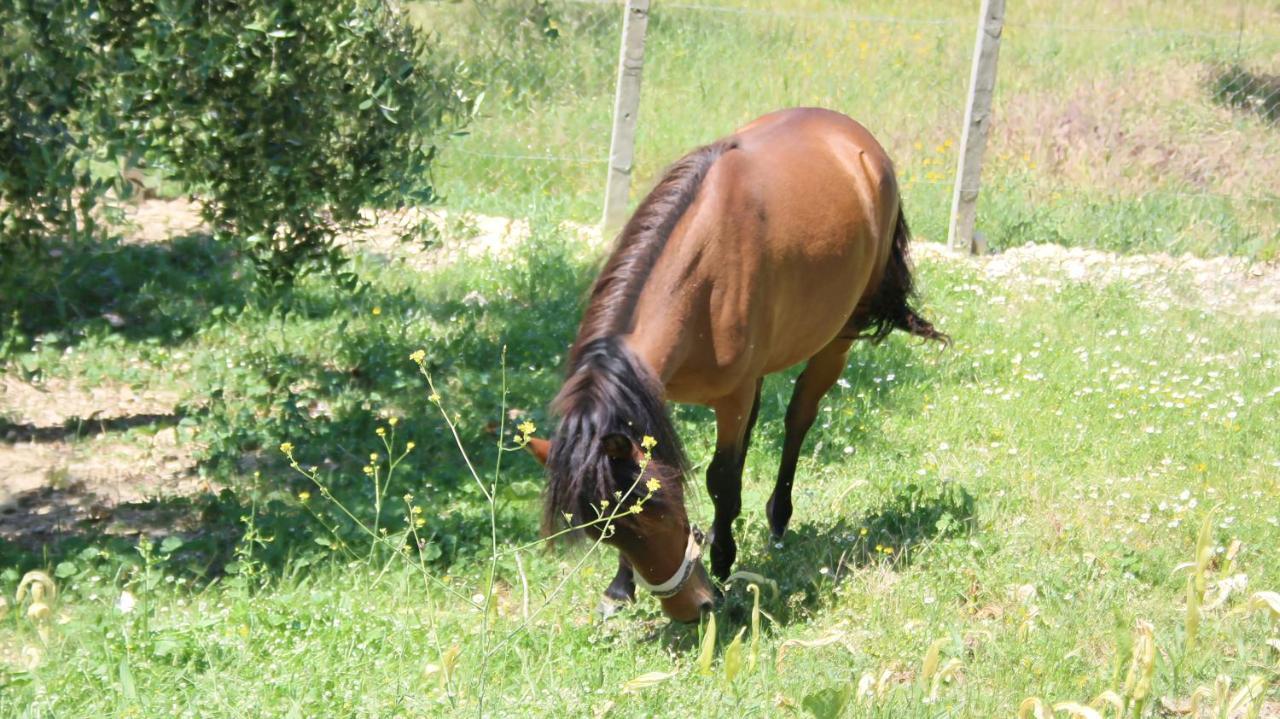 Hotel Agroturizem Bylis Hekal Esterno foto