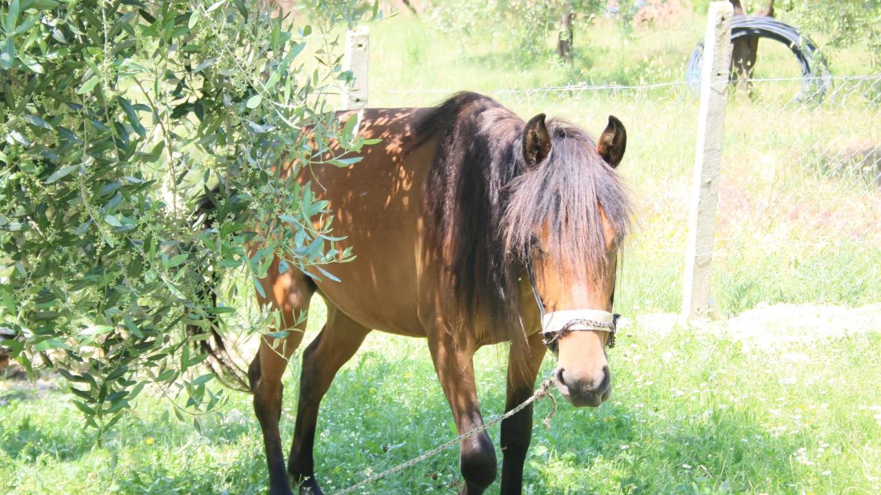 Hotel Agroturizem Bylis Hekal Esterno foto