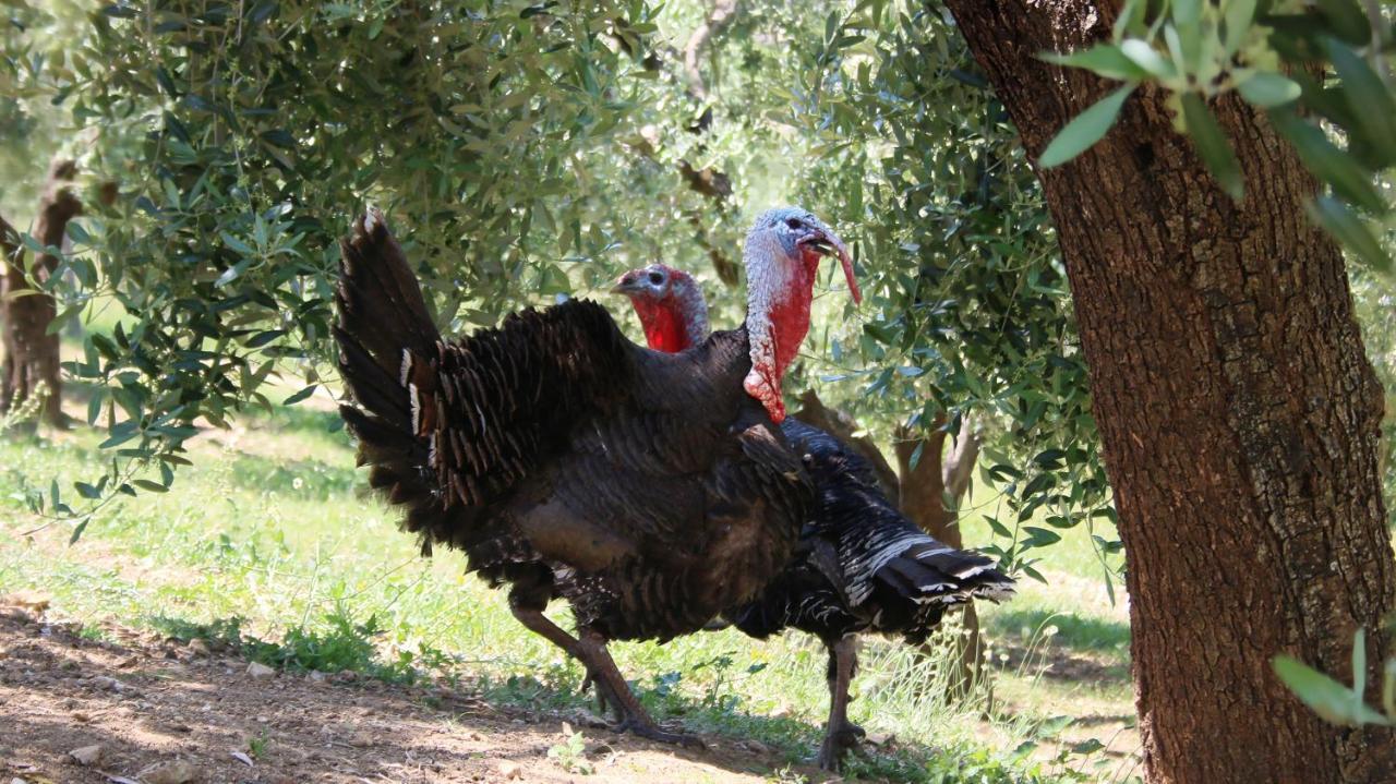 Hotel Agroturizem Bylis Hekal Esterno foto